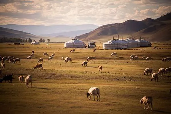 Cabras de Cachemira en Mongolia