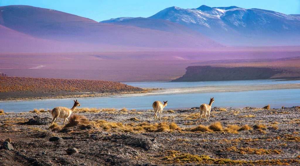 vicunas on the-Bolivian altiplano on a background of magnificent volcanoes and lakes