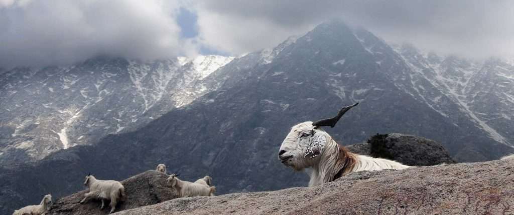 तिब्बत के पहाड़ों में उच्च कश्मीरी बकरी