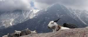 Cabra de Cachemira en lo alto de las montañas del Tíbet