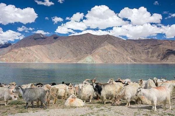 लद्दाख में पैंगोंग त्सो झील के पास घास के मैदान में चरती पश्मीना बकरियाँ