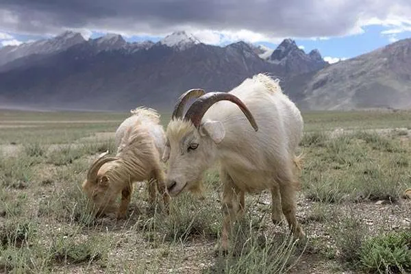 Kashmir Goats in beautiful India landscape
