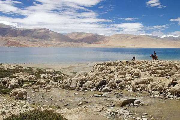 Shepherd and Pashmina-Goats in Ladakh