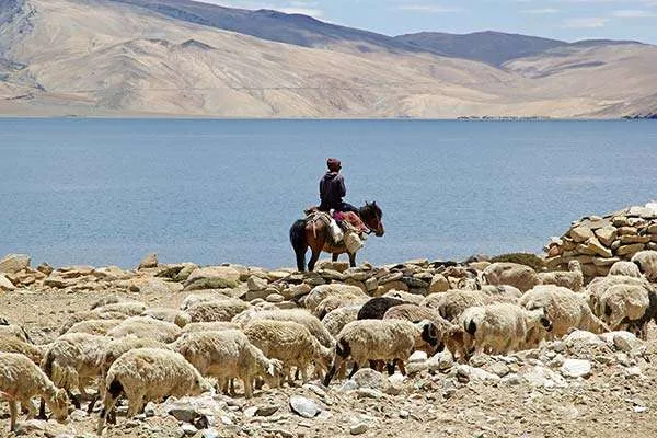 Shepherd and Pashmina Goats in Ladakh