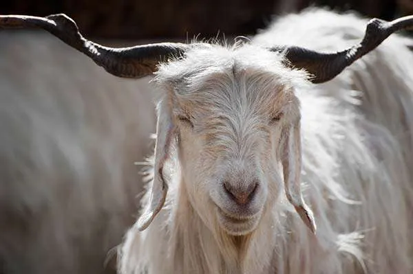 Cashmere Goat close up