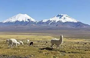 アンデス山脈の風景。背景には雪に覆われた火山があり、高地ではラマの群れが放牧されています。