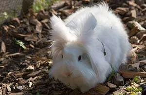 Conejo de angora blanco
