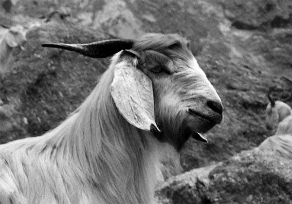 Cashmere Goat bw