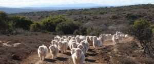 Herd of Angora Goats