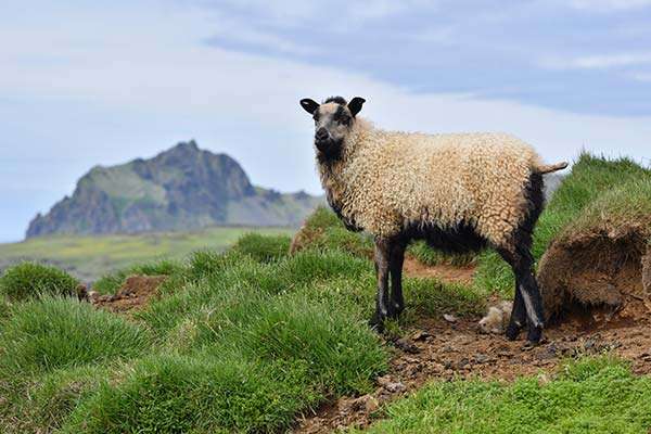 आइसलैंडिक भेड़ का बच्चा