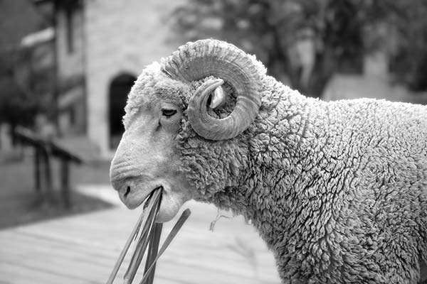 Merino sheep eating grass
