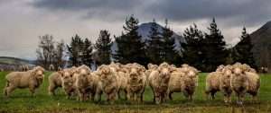 The Merino Sheep