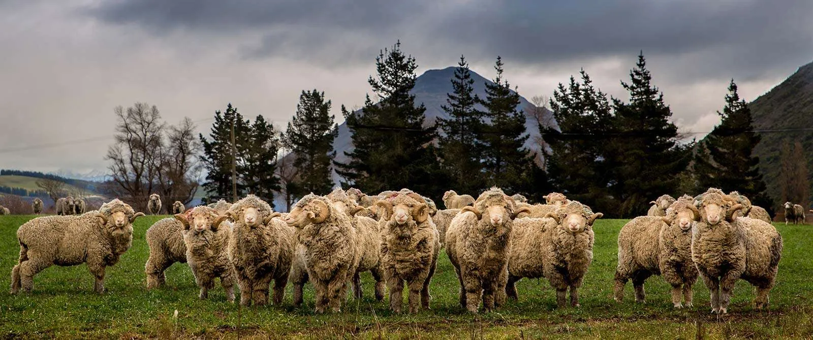 The Merino Sheep - World's Finest Wool
