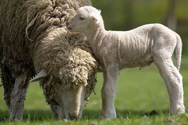 Merino Sheep grazing with Lamb