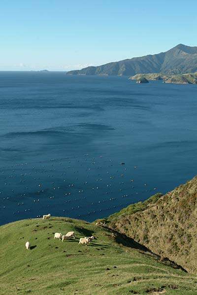 मार्लबोरो में न्यूजीलैंड मेरिनो और मुसेल खेती उद्योग