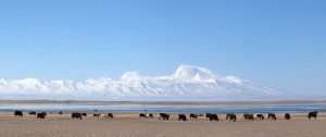 チベットのマナサロバー湖にあるグルラマンダータ山とヤクの群れ