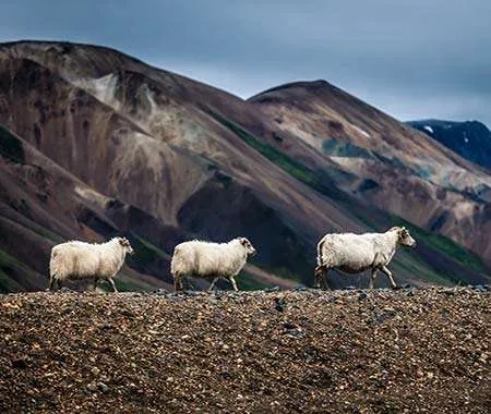 Fondo volcánico de ovejas islandesas