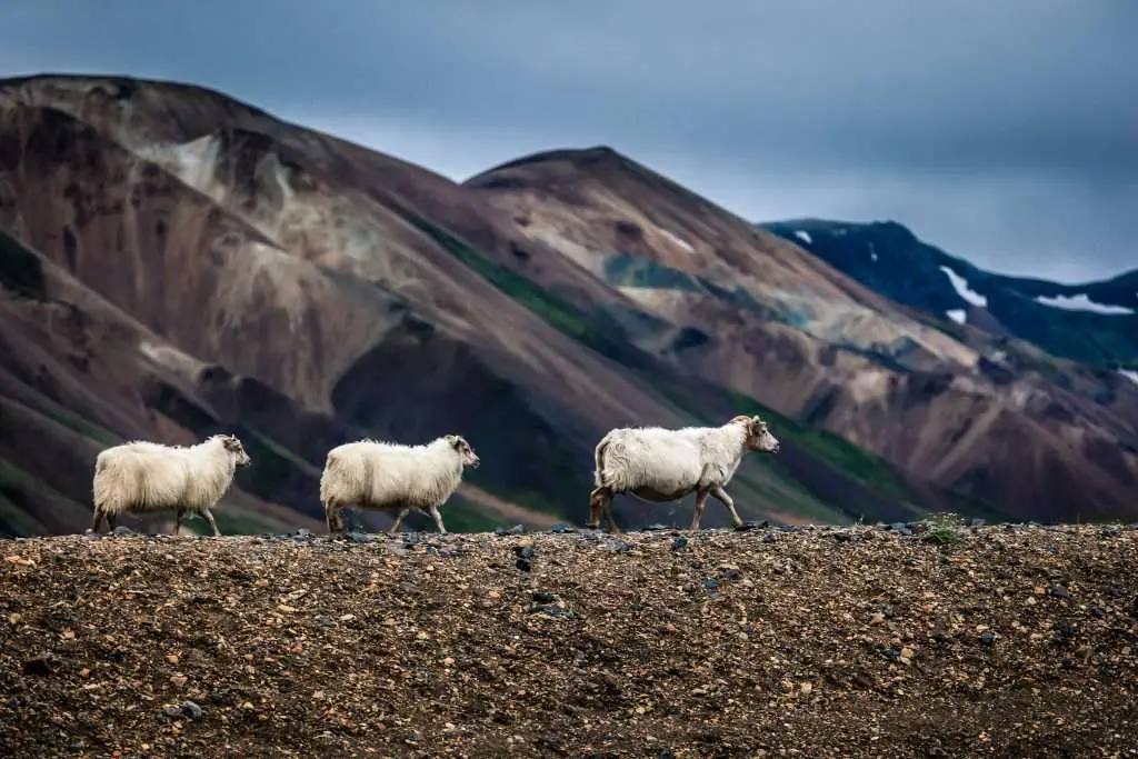 आइसलैंड में भेड़