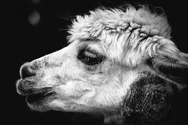 close up of alpaca head