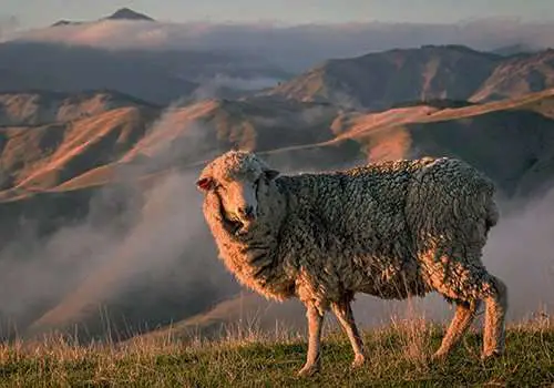 Close Up of a Merino Sheep