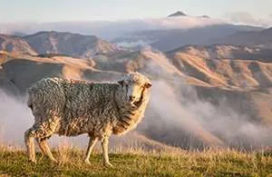 日没時の山と放牧メリノ羊のクローズアップ