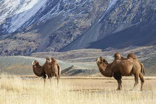 अल्ताई-तवन बोगड राष्ट्रीय उद्यान - मंगोलिया में बैक्ट्रियन ऊंट