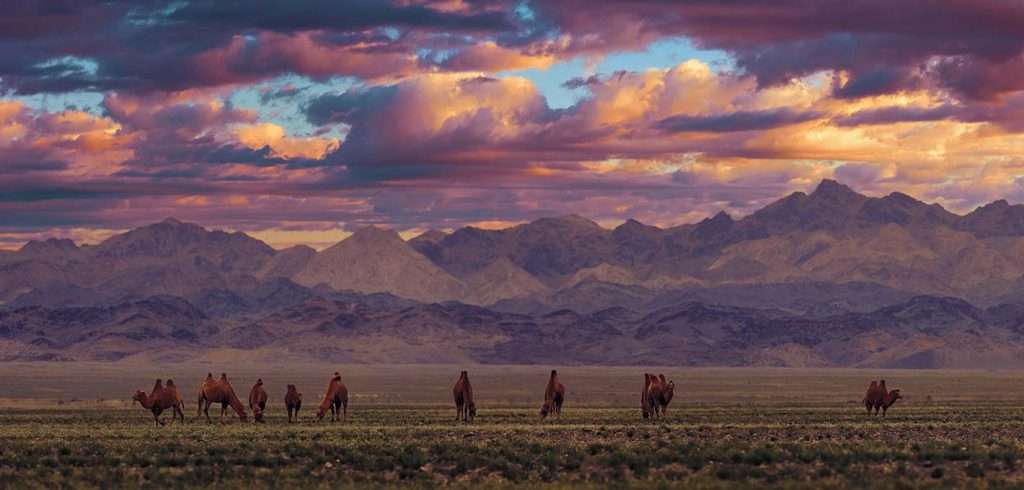Bactrian Camels on a pasture in Mongolia - Sunset