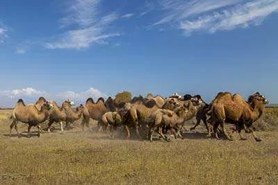 Bactrian camels in Issyk Kul - Kyrgyzstan