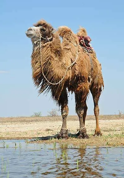 Camel Hair - World's Finest Wool