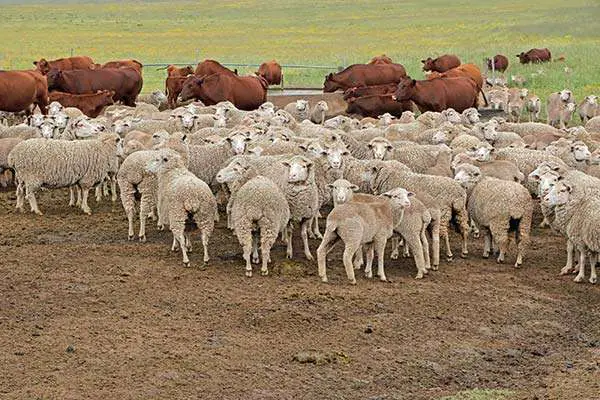 Merino Sheep on South African Farm