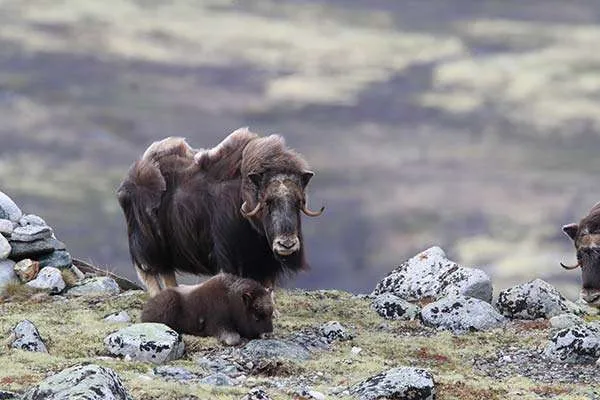 Muskox with offspring in Dovrefjell National Park