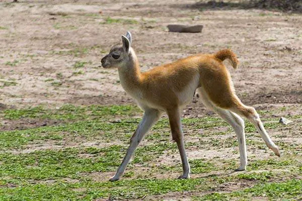 Two weeks old Guanaco Baby