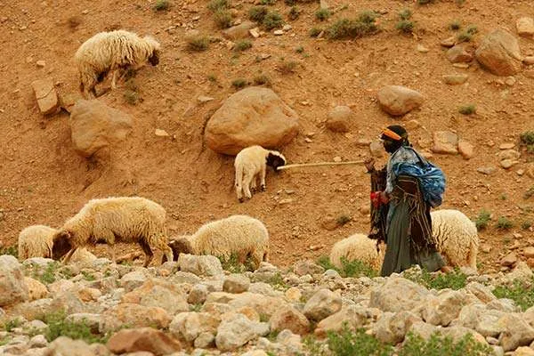 महिला और चराई भेड़ - एटलस पर्वत - मोरक्को