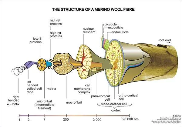 एक मेरिनो ऊन फाइबर विज्ञान-छवि की संरचना