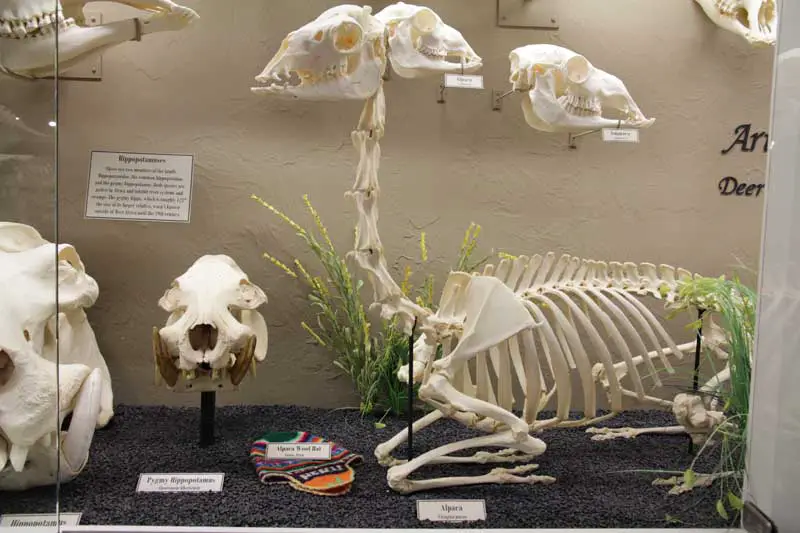 Guanaco-skeleton