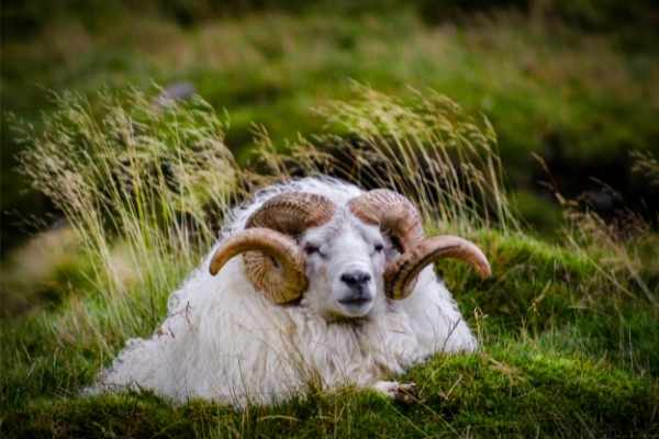 Icelandic Ram on a farm
