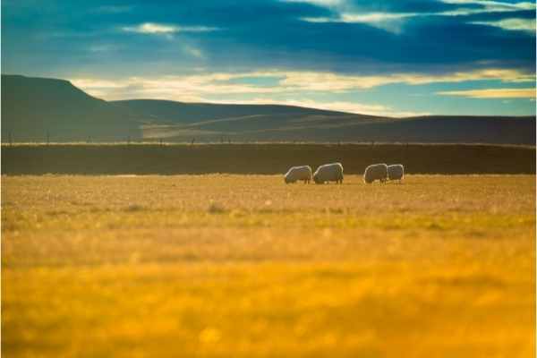 Icelandic sheep - Sunset