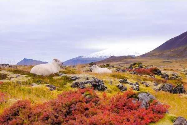 सुंदर परिदृश्य में आइसलैंडिक भेड़