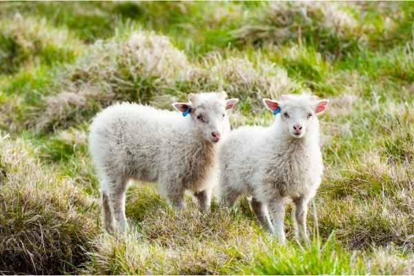 Icelandic sheeps - lambs