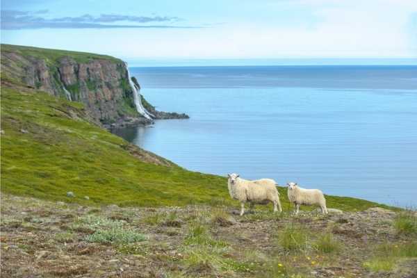 Icelandic sheep on coast