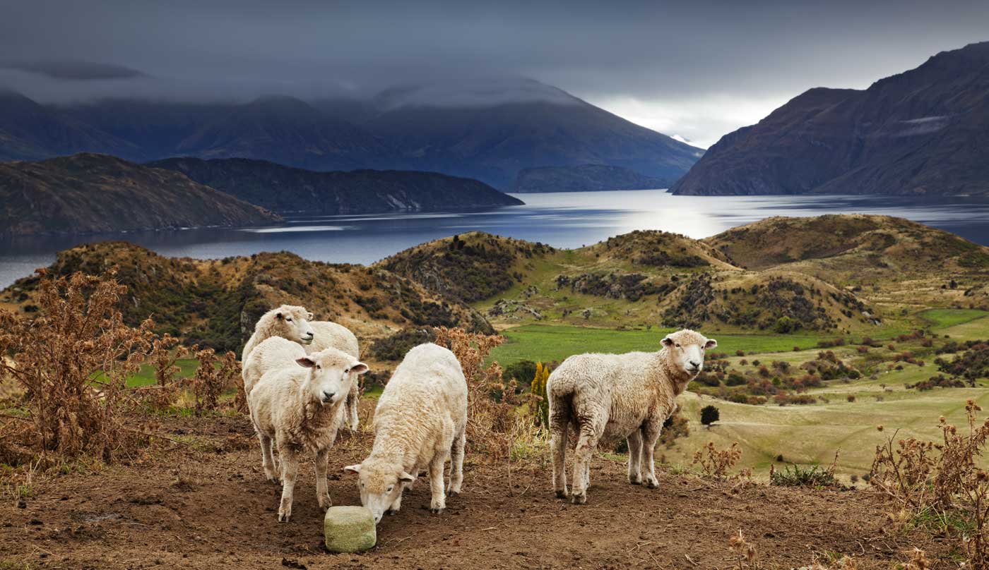 Merino Sheep - New Zealand