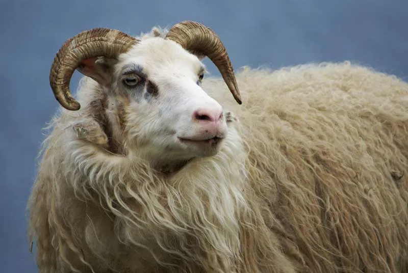The Icelandic-Sheep