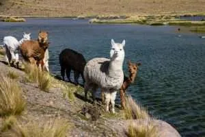 coloridas alpacas en el río