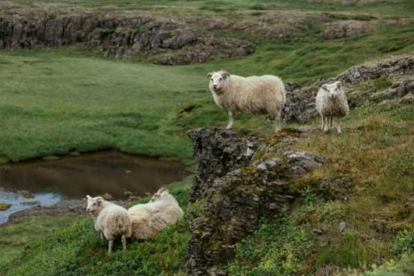 icelandic sheep, Iceland Landscape