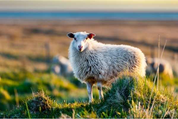icelandic sheep, iceland
