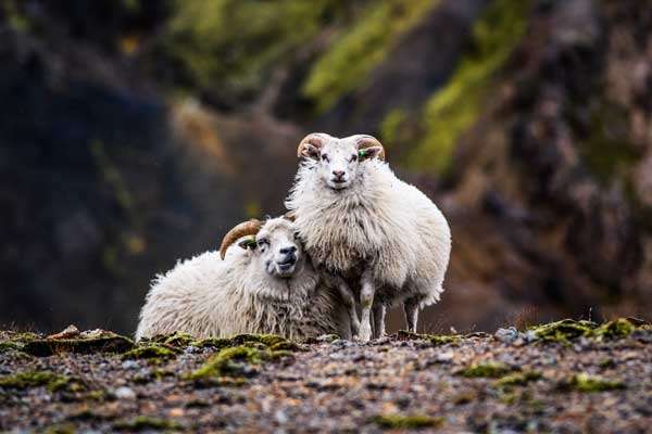 आइसलैंडिक-भेड़-चराई-में-पहाड़