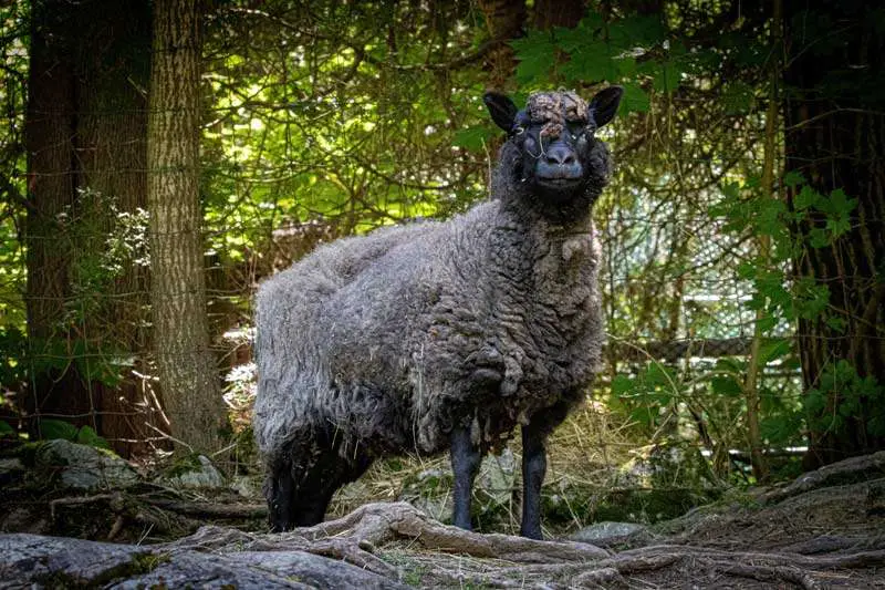 Black Shetland Sheep