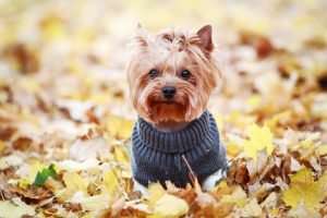 Perro lindo en suéter de perro