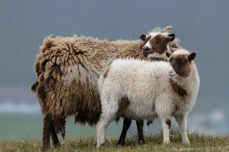 Shetland Sheep Wool