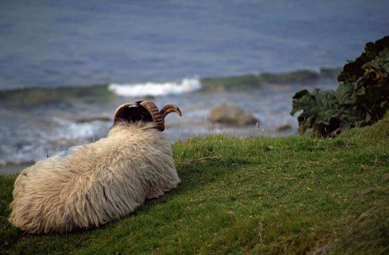 Shetland sheep at the seaside